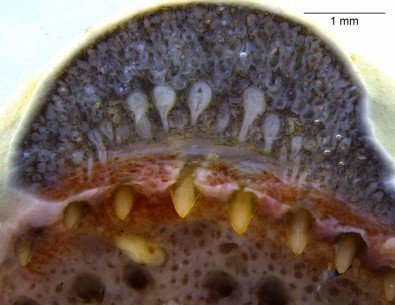 Glândulas de veneno similares às de serpentes são encontradas pela 1ª vez em anfíbios