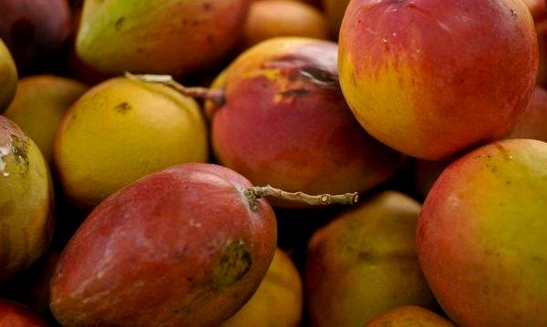 Embrapa desenvolve sistema orgânico de produção de manga