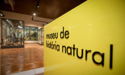 Revitalizado e interativo, Museu de História Natural reabre nesta quarta