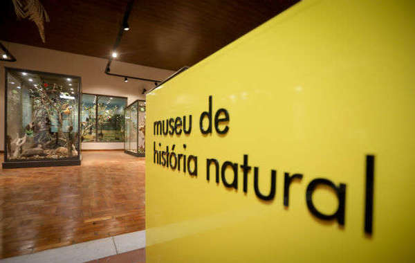 Revitalizado e interativo, Museu de História Natural reabre nesta quarta