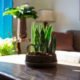 ambiente com plantas e flores naturais