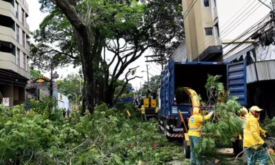 DPJ retirou nove árvores do canteiro central da Rua Abolição