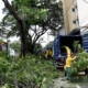 DPJ retirou nove árvores do canteiro central da Rua Abolição
