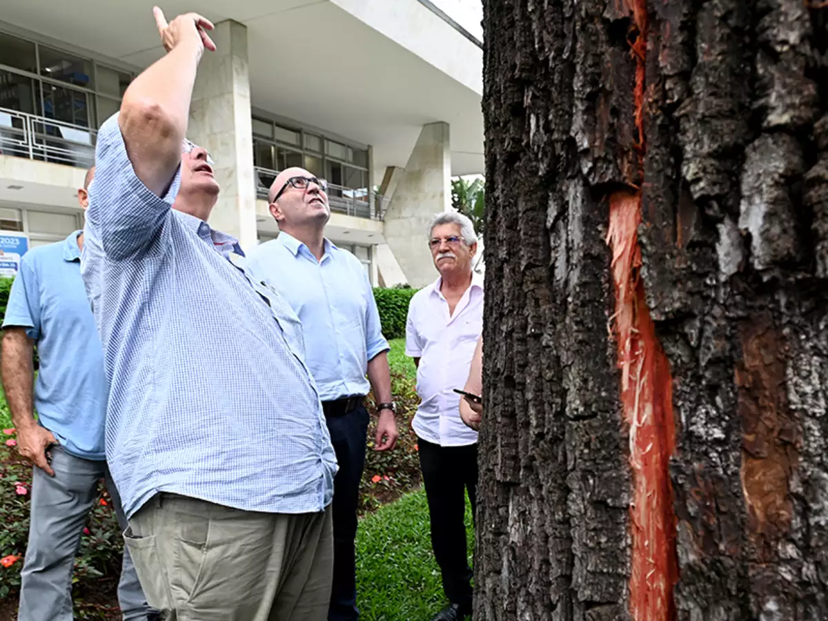 Jequitibá-rosa do Paço Municipal é atingido superficialmente por raio