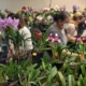 Estação Cultura terá Feira de Orquídeas e Suculentas de 10 a 12 de março