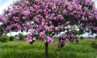 Plantio de 100 mudas de árvores na região central começa nesta quarta