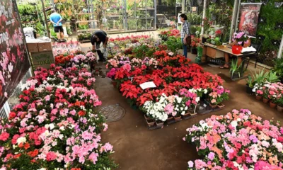 Ceasa realiza sorteios e atividades no Mercado de Flores neste sábado, 13