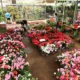 Ceasa realiza sorteios e atividades no Mercado de Flores neste sábado, 13