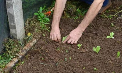 CS Tancredo Neves faz oficina sobre cuidados com plantas e alimentação saudável