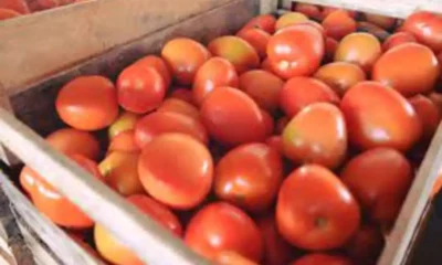 Ceasa estabelece padrão de qualidade para tomates comercializados no entreposto