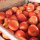 Ceasa estabelece padrão de qualidade para tomates comercializados no entreposto