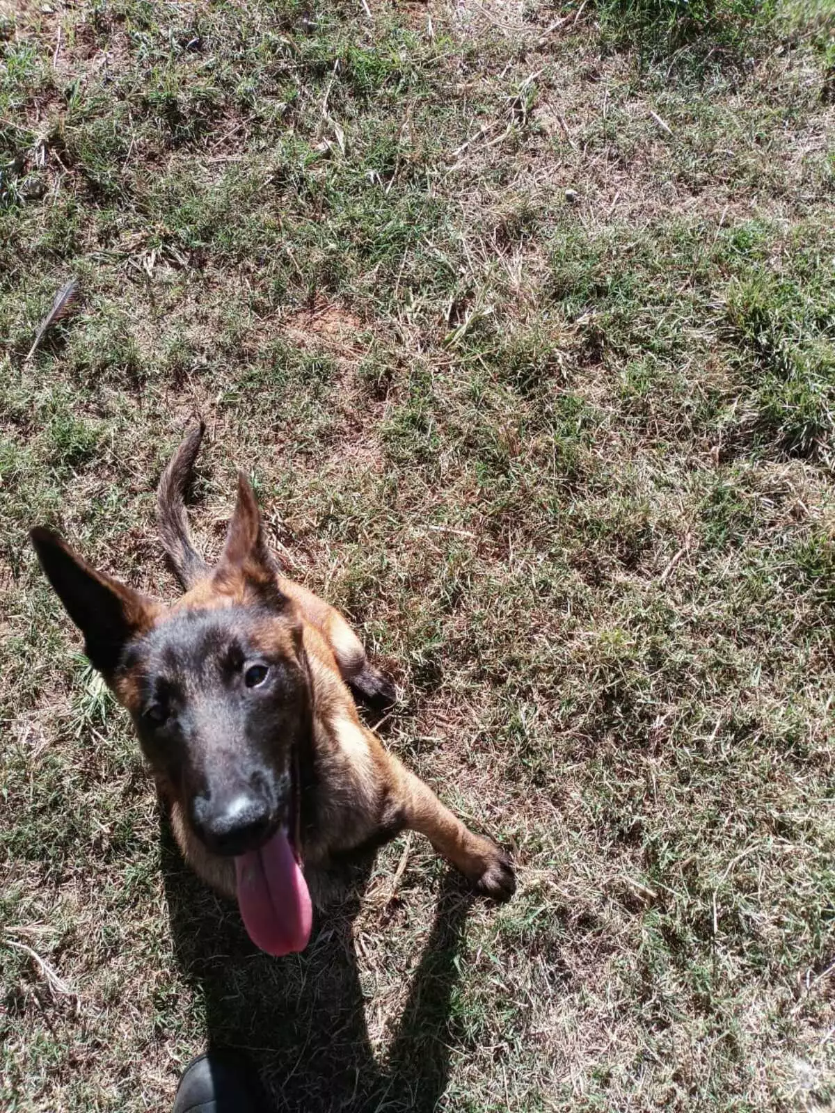 Concurso no Instagram vai escolher nome do novo cachorro da GM