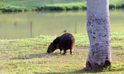 Secretaria do Verde inicia inventário das capivaras de parques públicos de Campinas