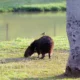 Secretaria do Verde inicia inventário das capivaras de parques públicos de Campinas