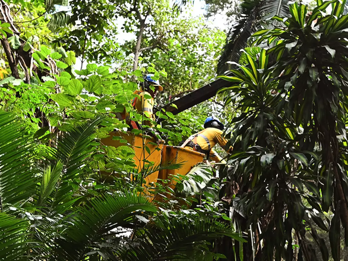 Bosque dos Jequitibás começou a receber o manejo de árvores nesta quinta-feira(20)